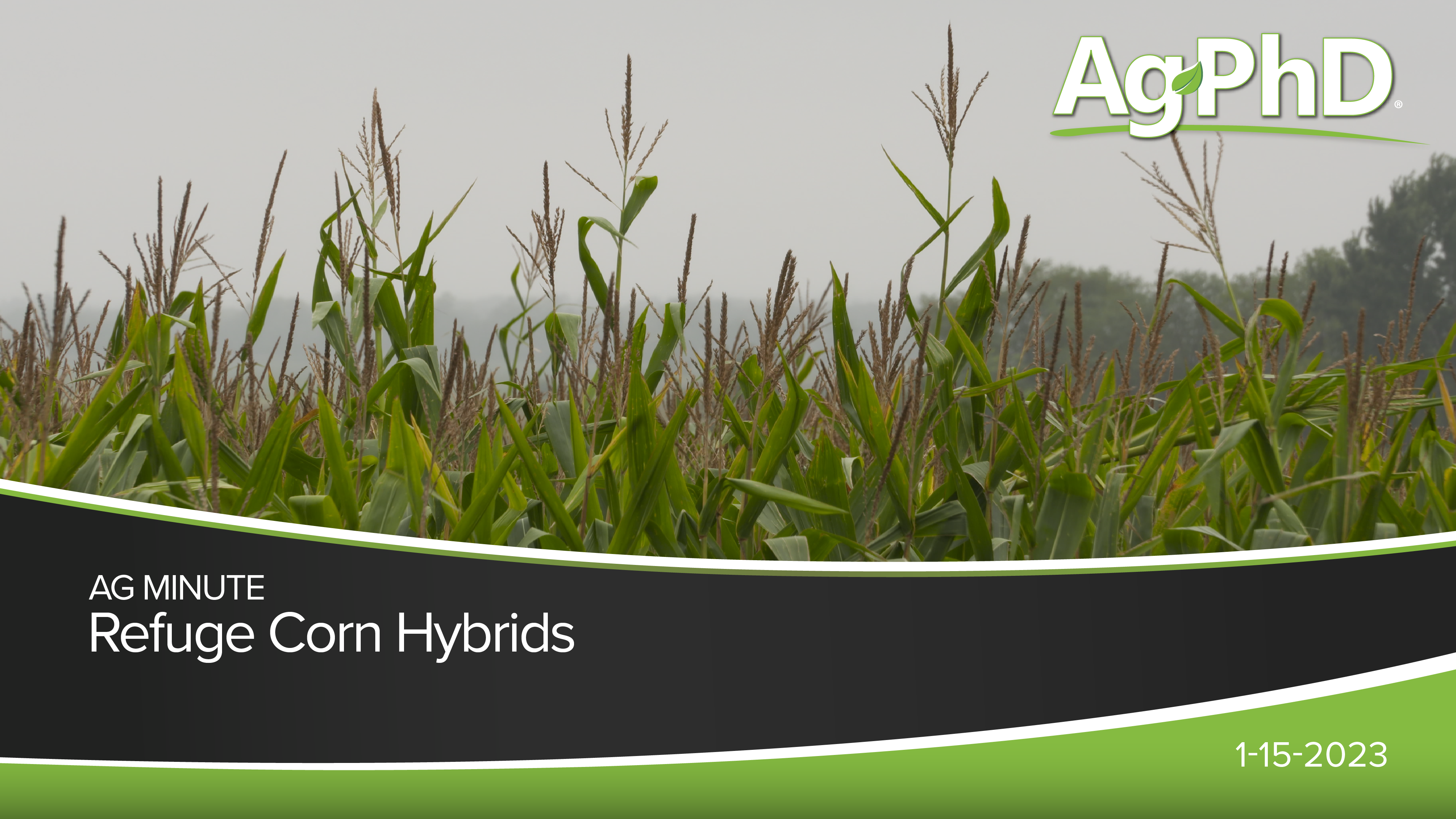 Refuge Corn Hybrids | Ag PhD