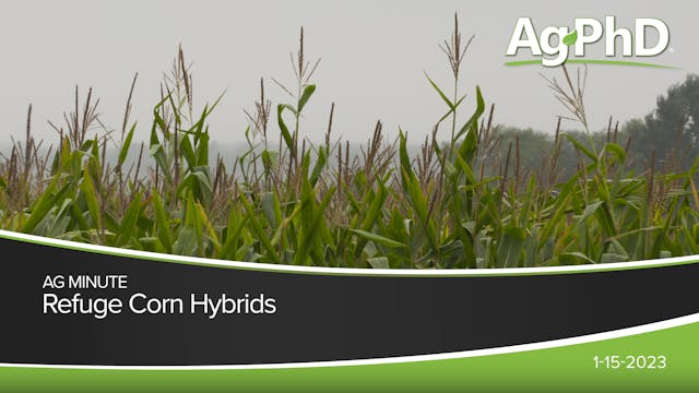 Refuge Corn Hybrids | Ag PhD