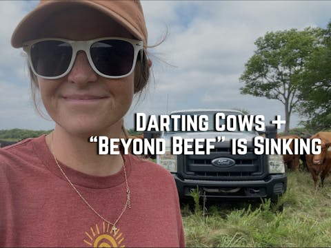 Darting Cows + Beyond Beef is Sinking