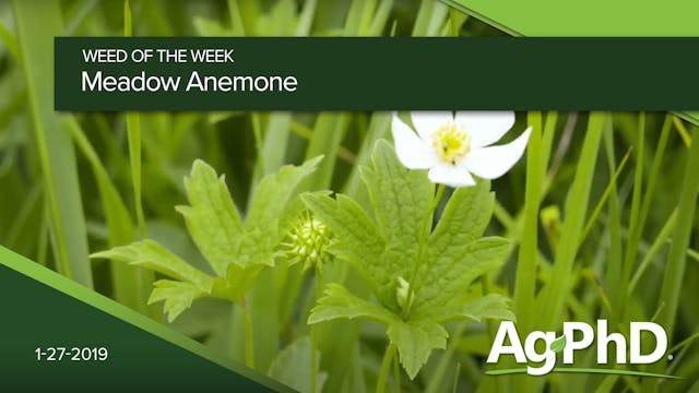 Meadow Anemone | Ag PhD