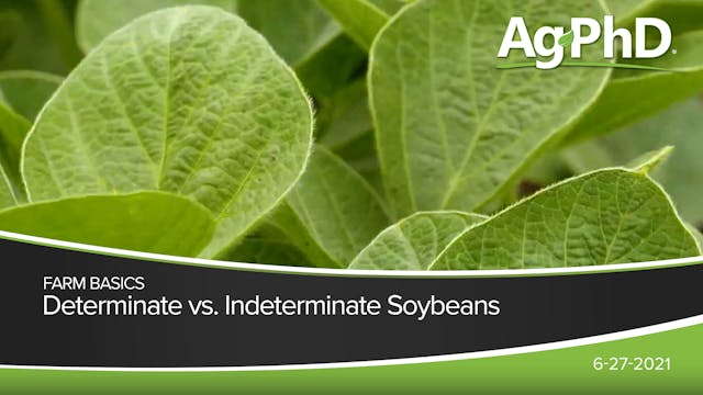 Determinate vs. Indeterminate Soybean...