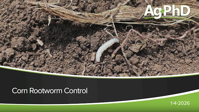 Corn Rootworm Control | Ag PhD