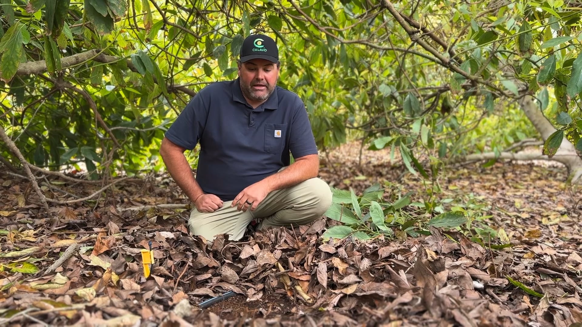 Root Health Is Crucial for California Avocados | Redox