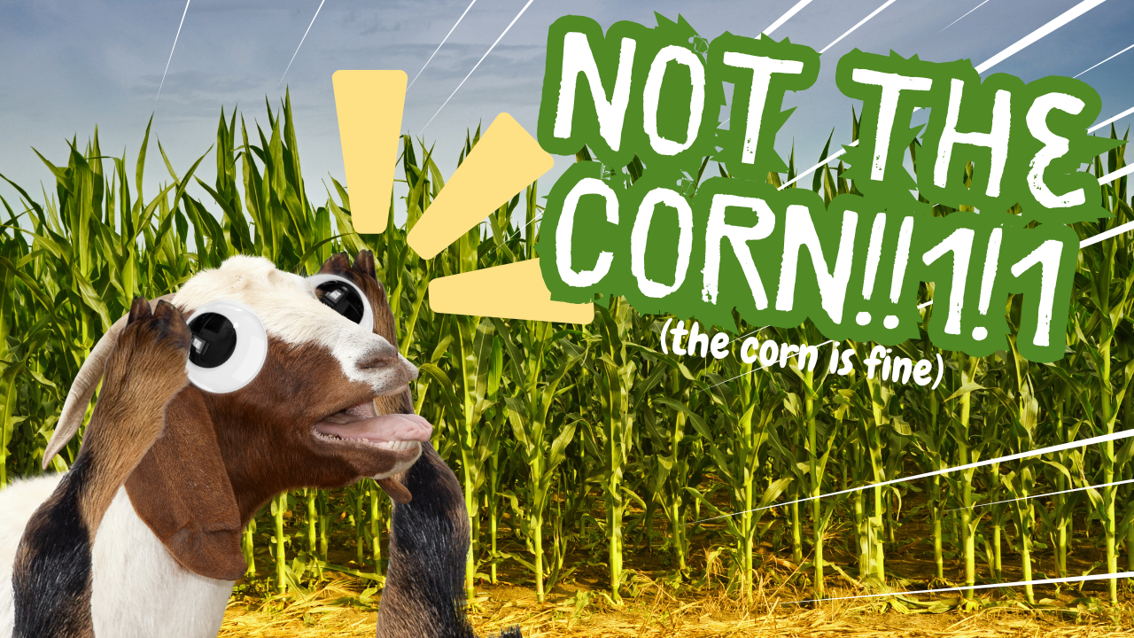 Help! My Corn Is in Tatters! | WAG in Focus 07-03-25