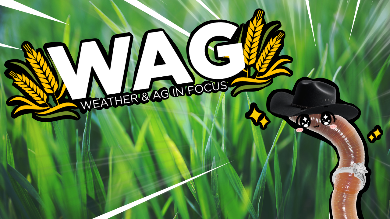 The Drainage Difference | WAG in Focus 09-28-26