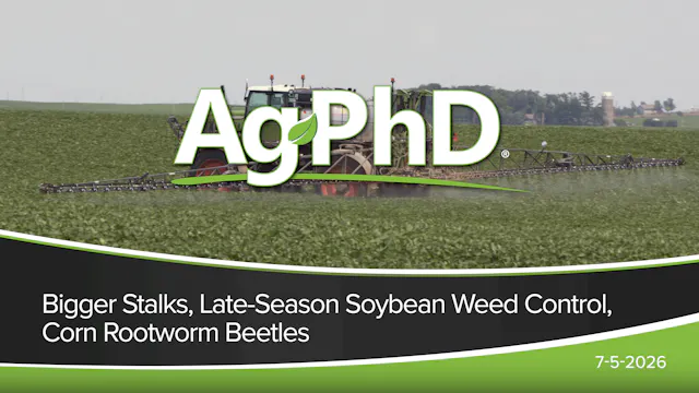 Bigger Stalks, Late-Season Soybean We...