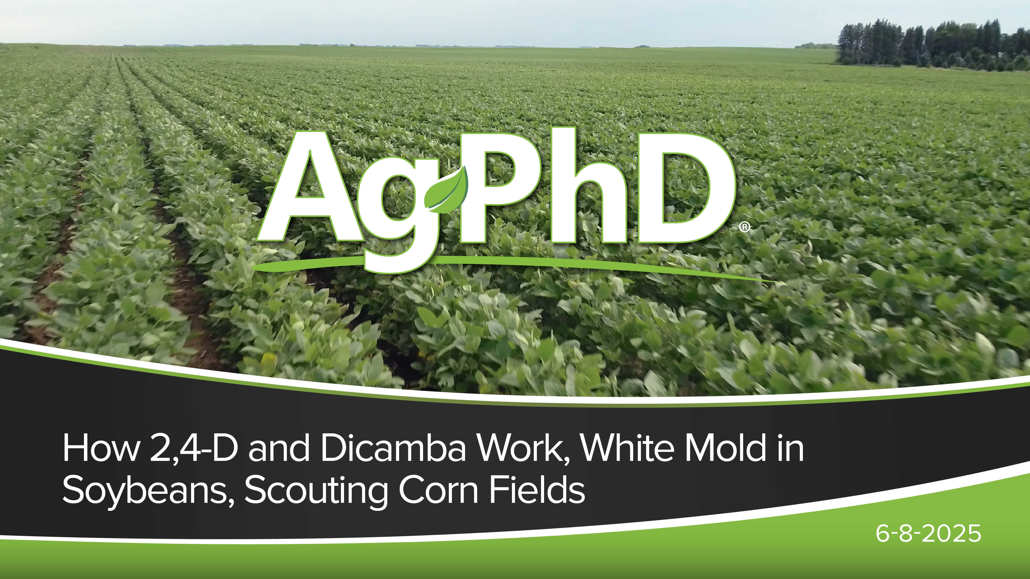 How 2,4-D & Dicamba Work, White Mold in Soybeans, Scouting Corn Fields | Ag PhD