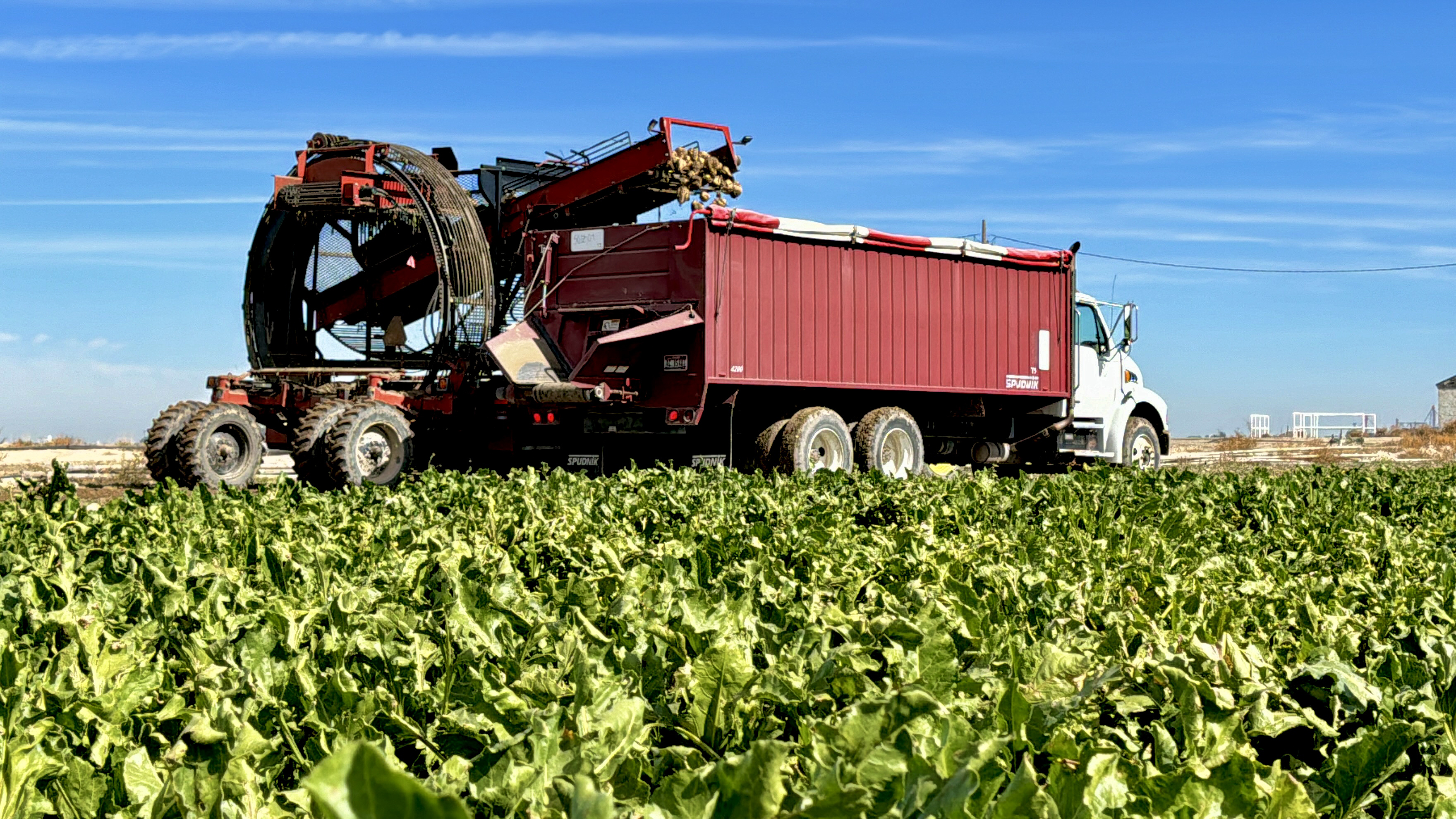 Sugar Beet Harvest 2024 - Burley, Idaho | Redox