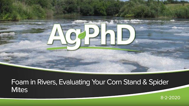 Foam in River, Evaluating Your Corn S...