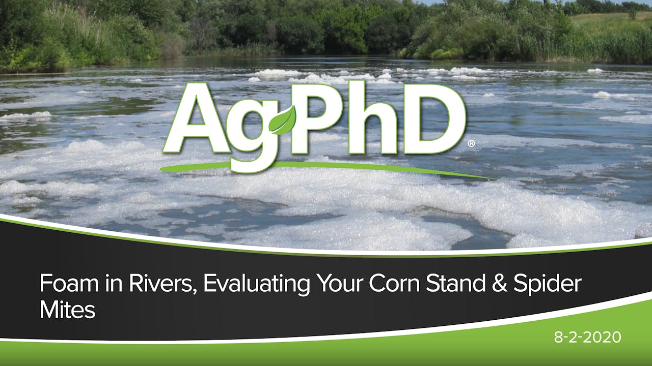 Foam in River, Evaluating Your Corn Stand, Spider Mites 2020 AcresTV