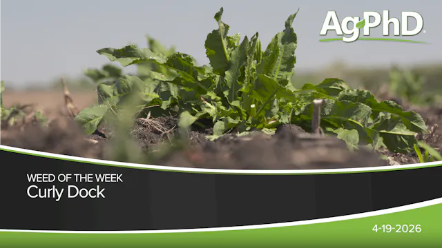 Curly Dock | Ag PhD