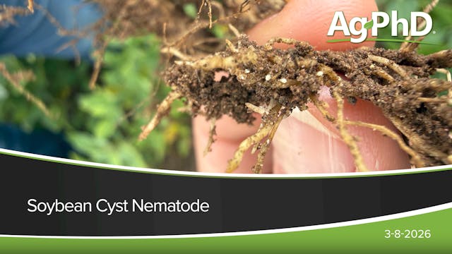 Soybean Cyst Nematode | Ag PhD