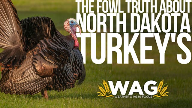 The Fowl truth about Turkey's in ND! ...