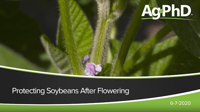 Protecting Soybeans After Flowering