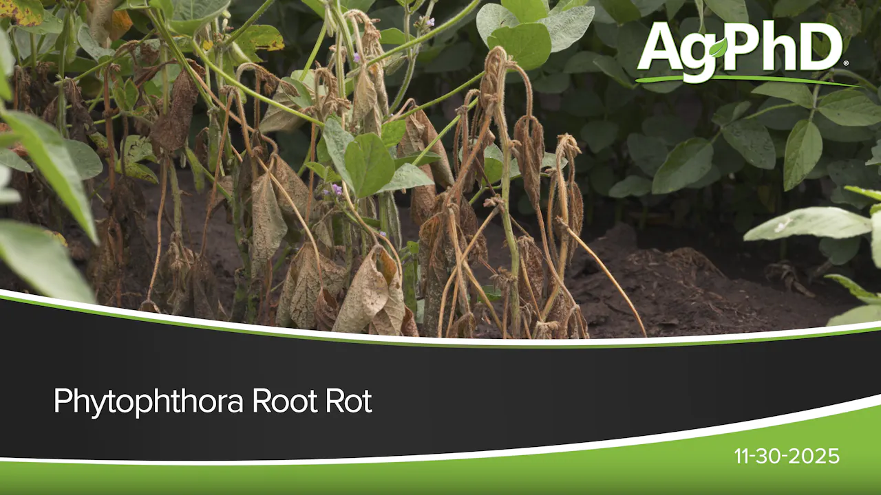 Phytophthora Root Rot | Ag PhD - 2025 - AcresTV