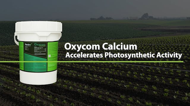 Redox OXYCOM® Calcium 