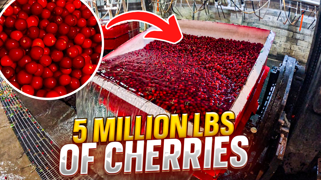 5 Million Lbs Of Tart Cherries in Just Over a Week! | Pomes and Stones