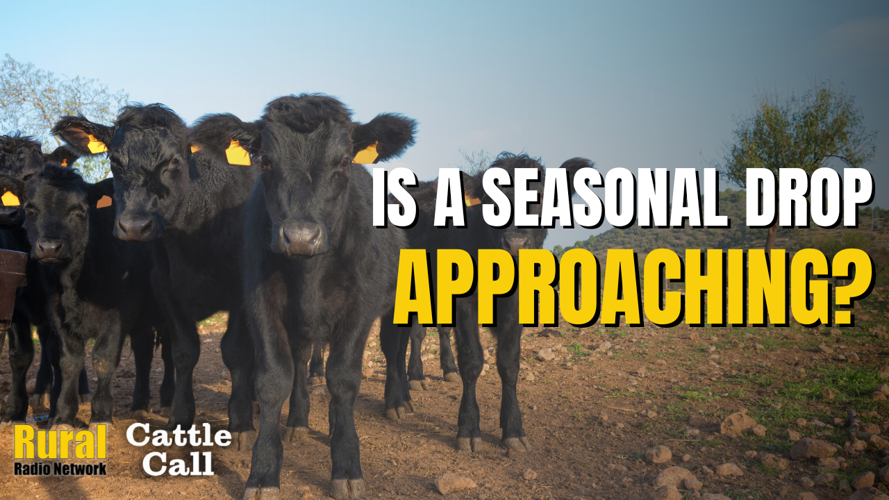 Is a Seasonal Cattle Drop Underway? | Cattle Call