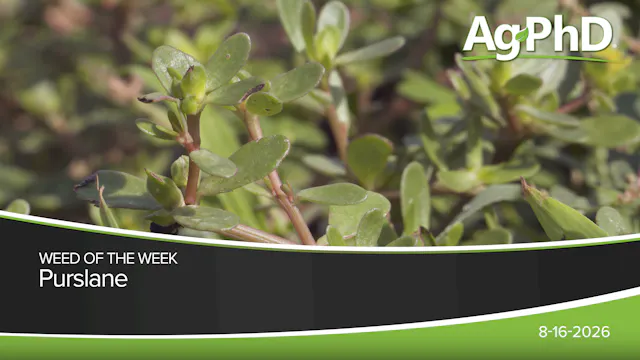 Purslane | Ag PhD