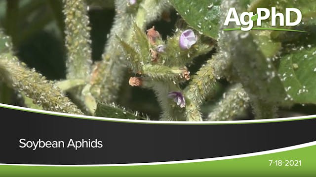 Soybean Aphids | Ag PhD