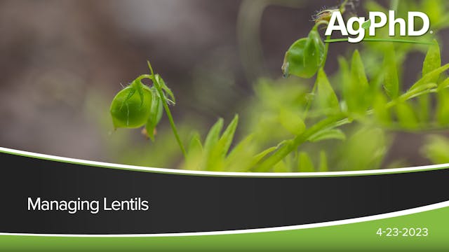 Managing Lentils | Ag PhD