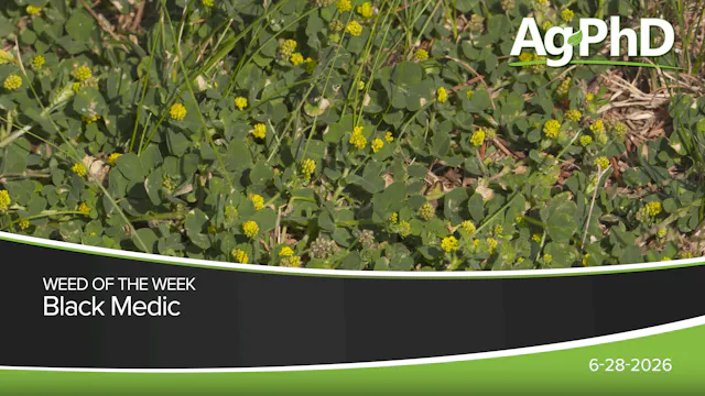 Black Medic | Ag PhD