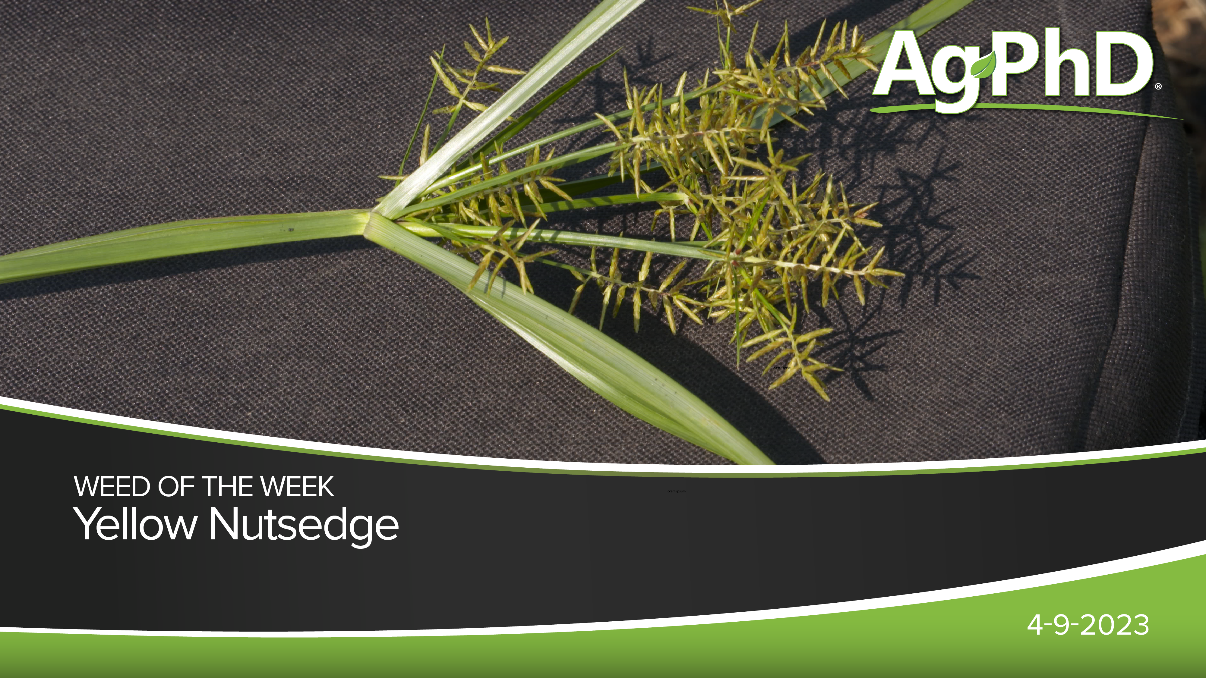 Yellow Nutsedge | Ag PhD