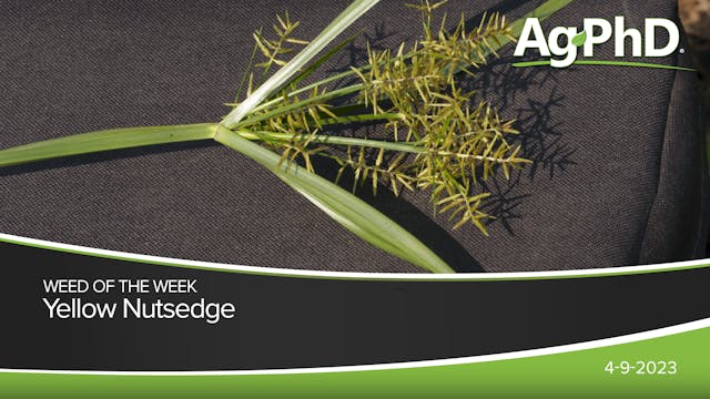 Yellow Nutsedge | Ag PhD