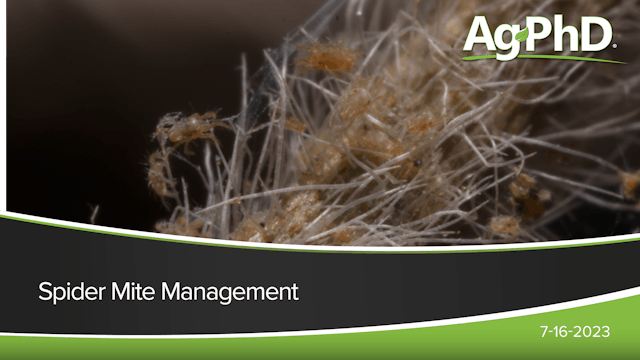 Spider Mite Management | Ag PhD