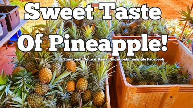 Sweet Taste of Pineapple | WAG in Foc...