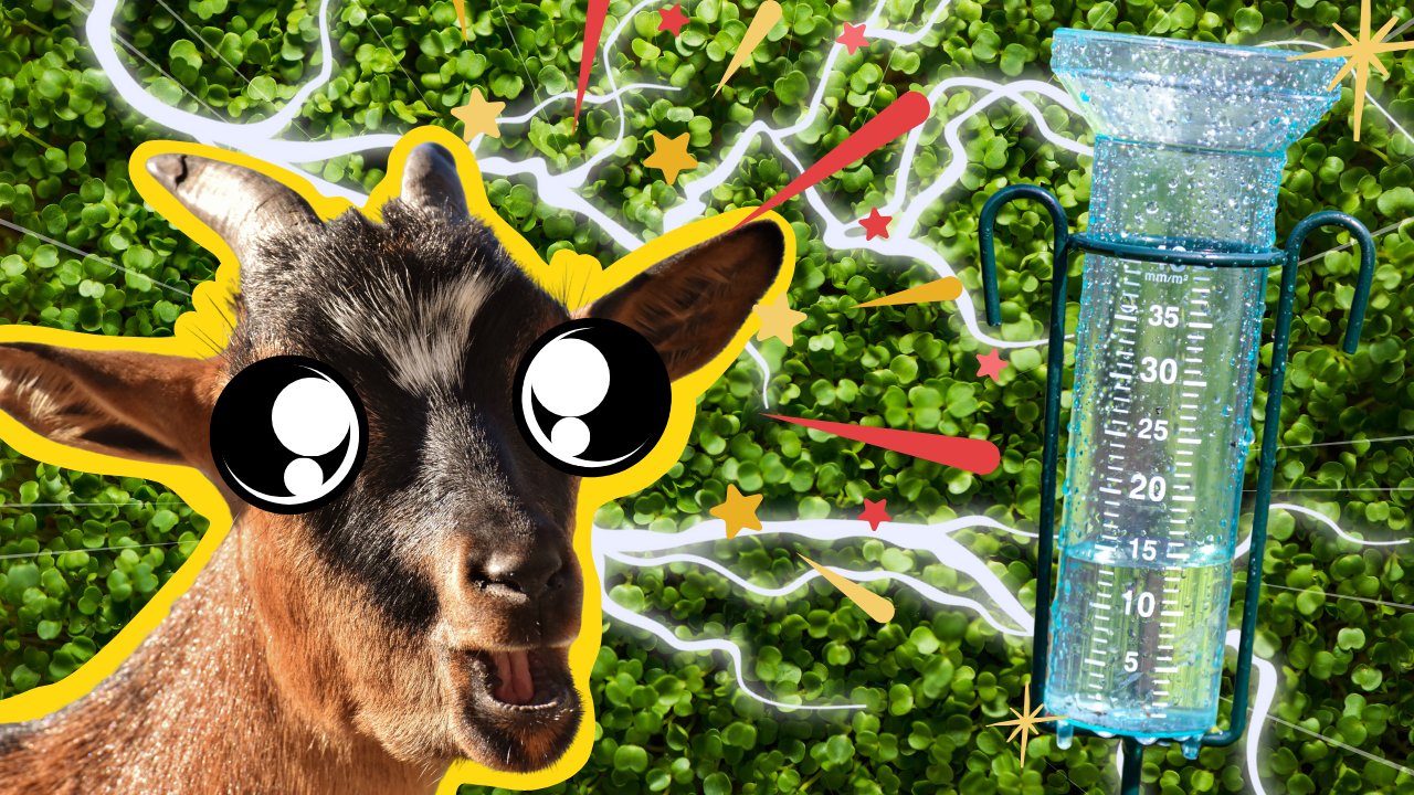 Fly Control: More Important Than You Know | WAG in Focus 07/24/2025