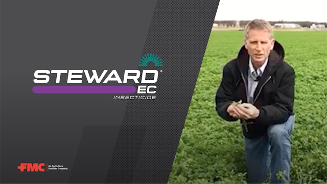 Help Prevent Alfalfa Weevil Damage with FMC's Steward® EC Insecticide