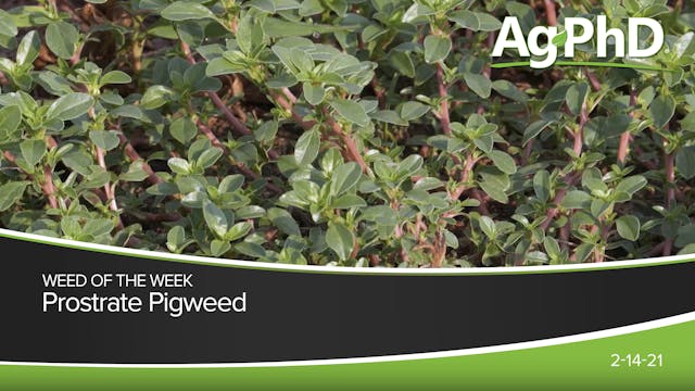 Prostrate Pigweed | Ag PhD