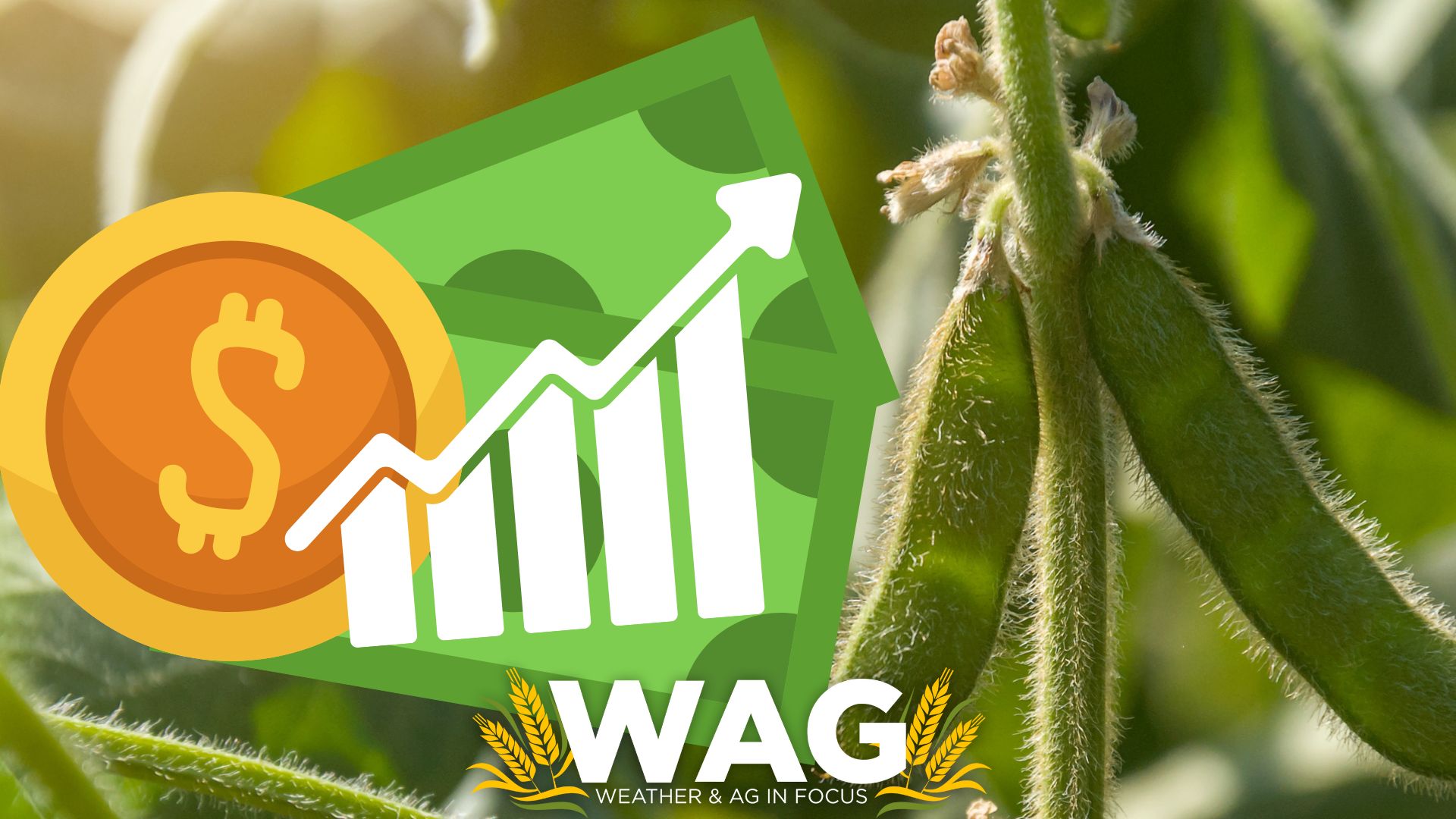 How Will Global Markets Impact Our Soybean Crop? WAG In Focus 6-12-23