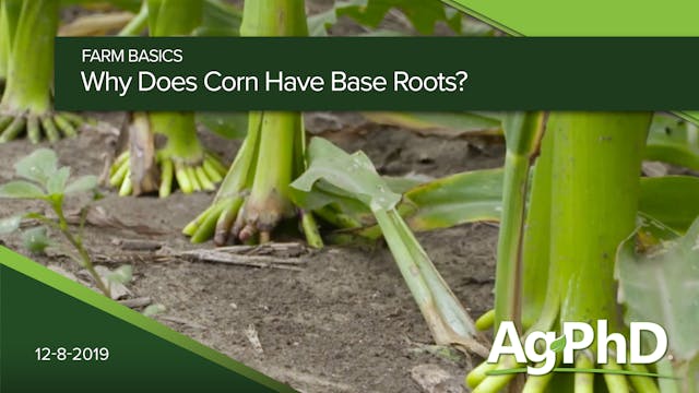What Are Corn Brace Roots?