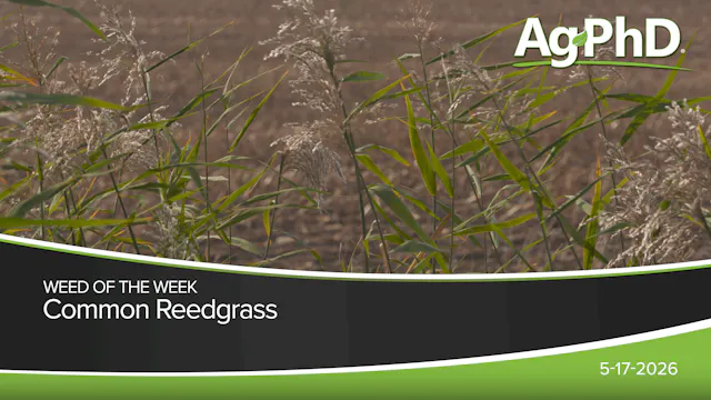 Common Reedgrass | Ag PhD