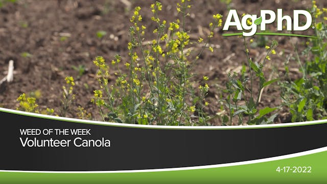 Volunteer Canola | Ag PhD