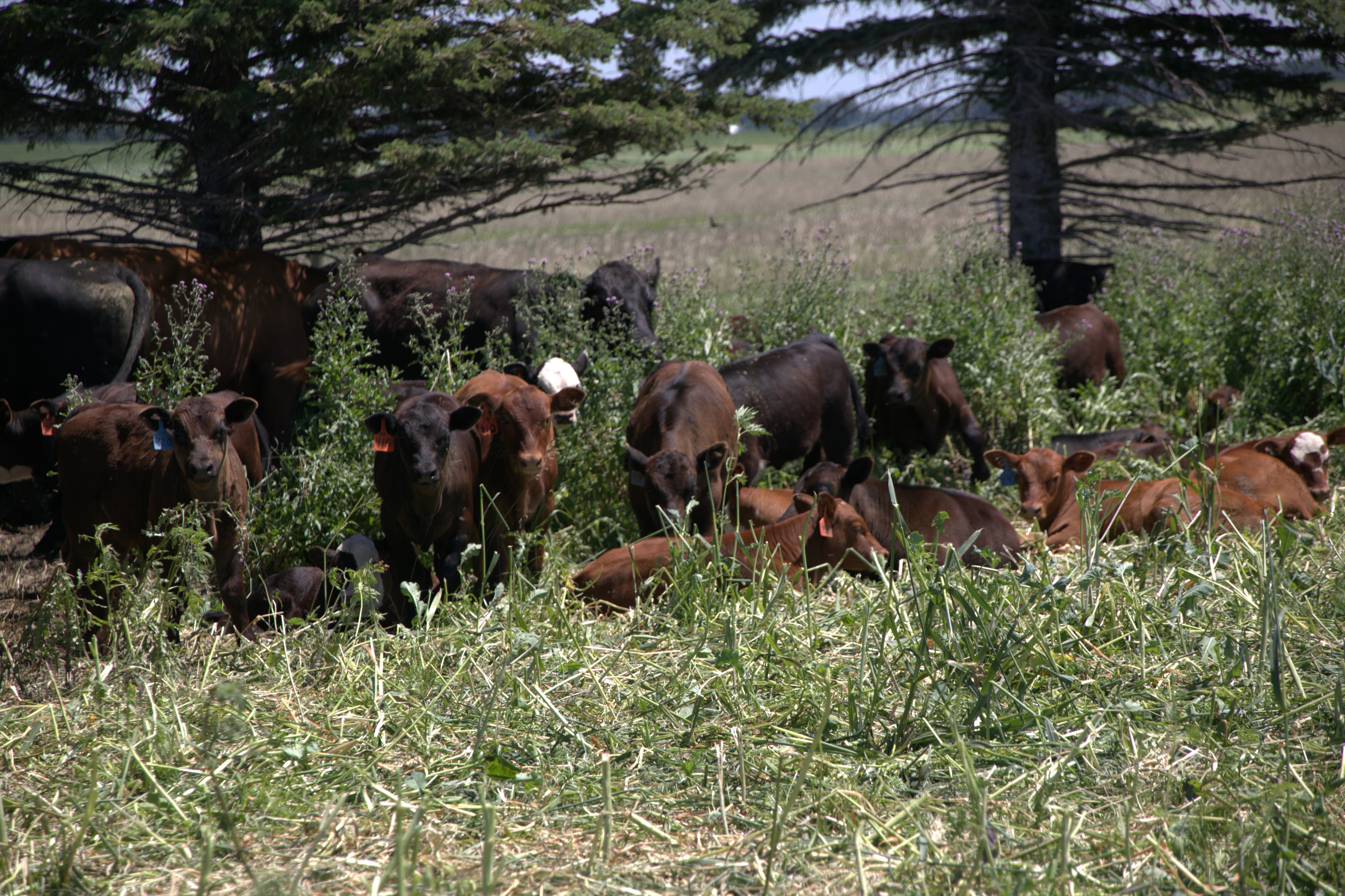 Optigraze | Renovo Seed