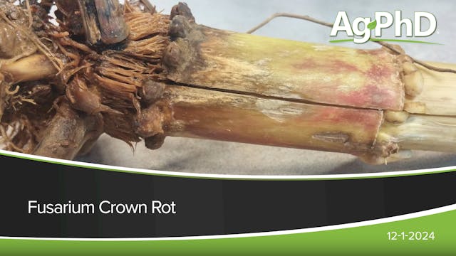 Fusarium Crown Rot | Ag PhD