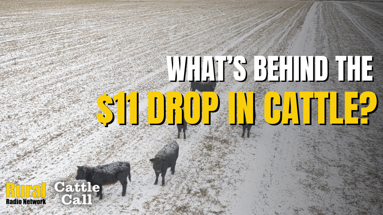 What’s Behind the $11 Drop in Cattle Prices? 🔻 | 2/12/25 | Cattle Call