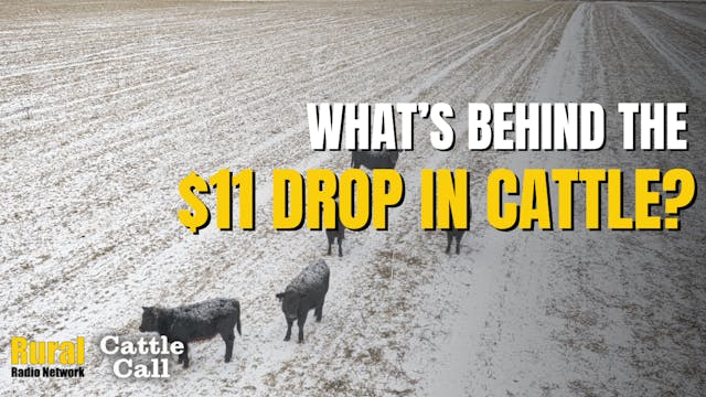 What’s Behind the $11 Drop in Cattle ...