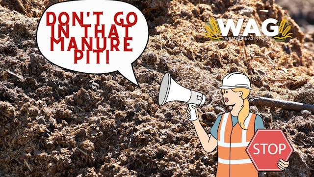 LIVE - Don't Go in That Manure Pit! W...