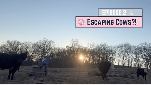 Escape Cattle & Creek Crossings! 🐄 | ...