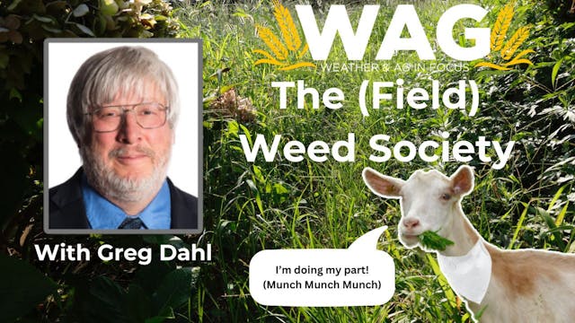 The (Field) Weed Society | WAG in Foc...