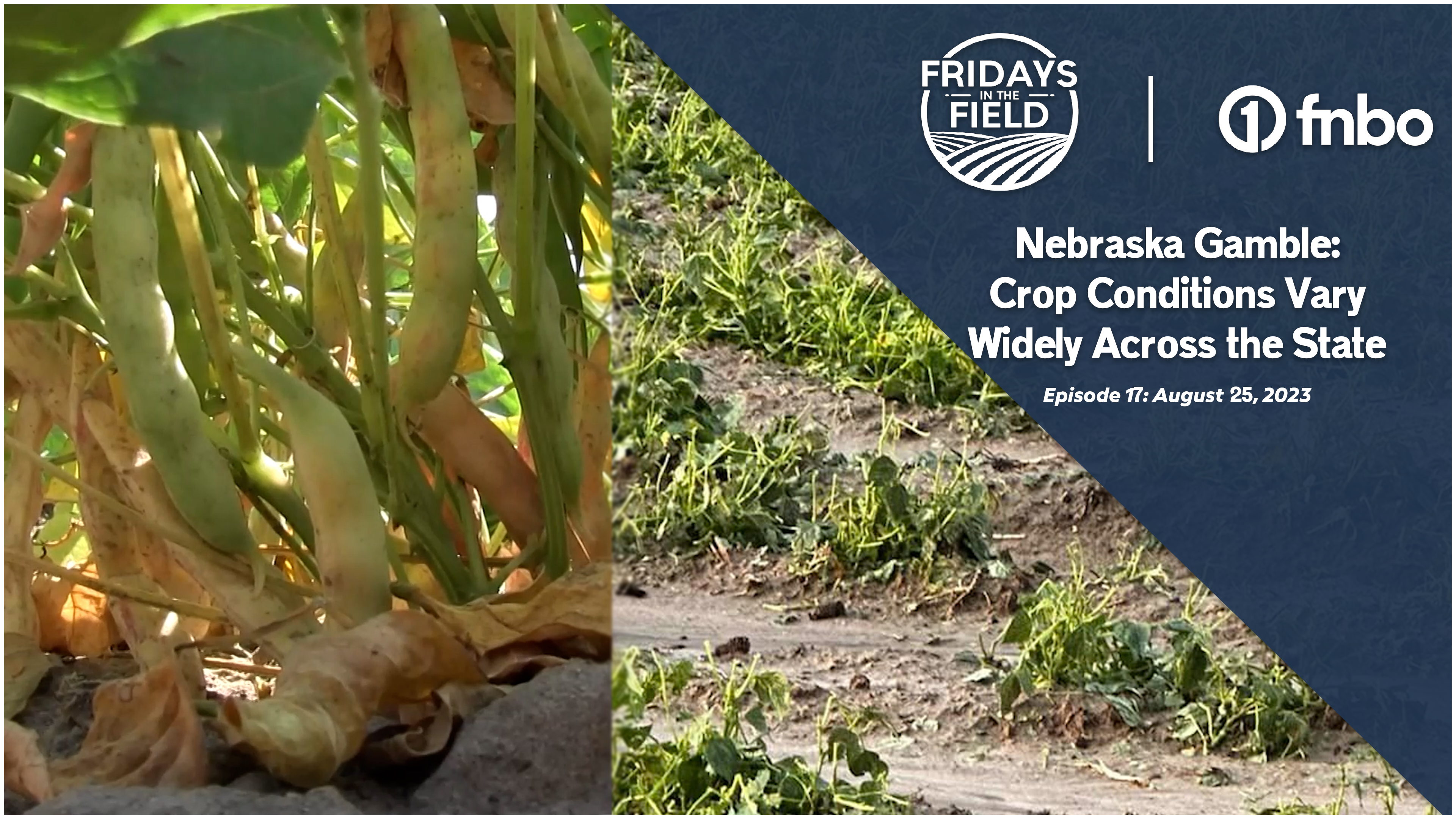 Nebraska's Gamble: Crop Conditions Vary Statewide | Fridays in the Field 