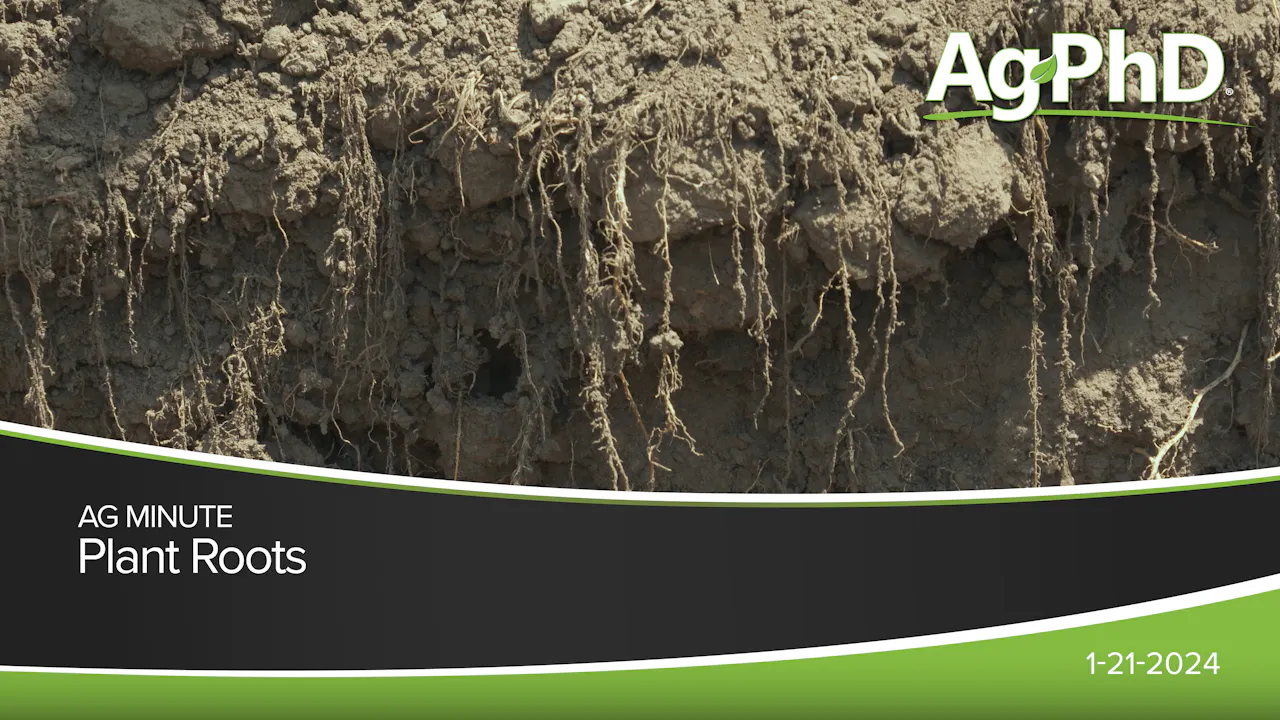 Plant Roots | Ag PhD - 2024 - AcresTV
