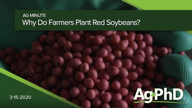 Why Do Farmers Plant Red Soybeans? | Ag PhD
