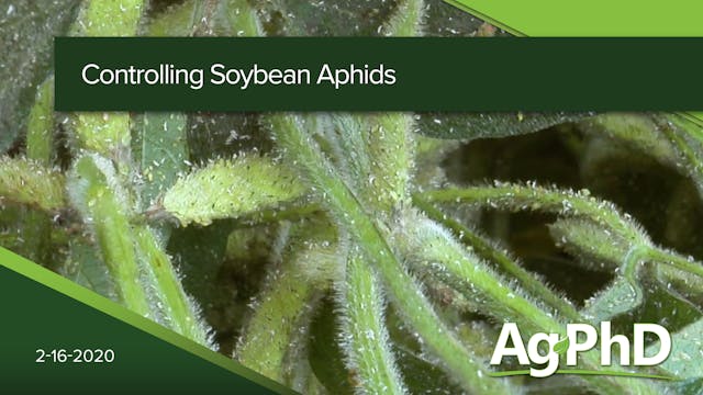 Controlling Soybean Aphids | Ag PhD