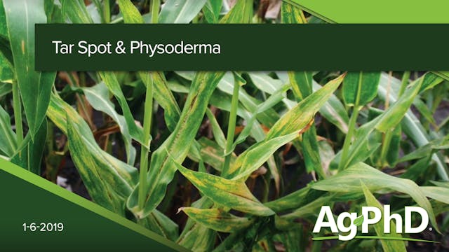Tar Spot and  Physoderma