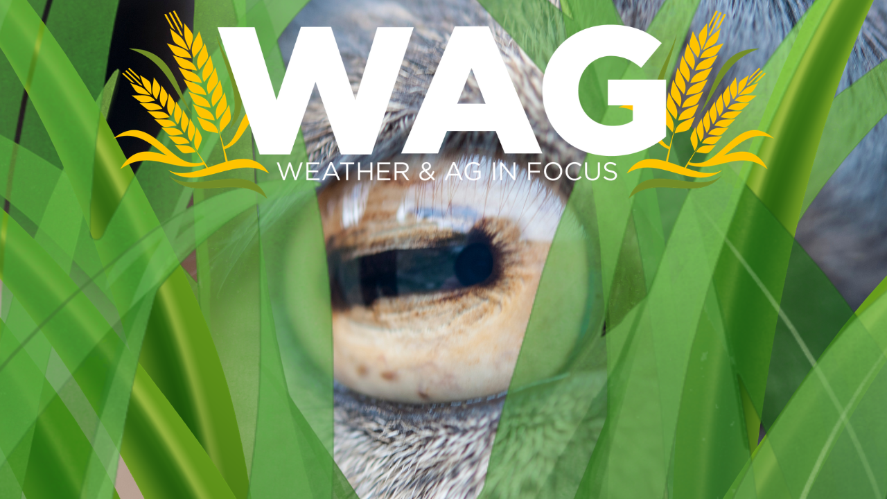 Wednesday Weather Trivia | WAG in Focus 07-08-26